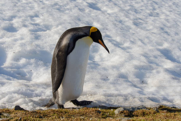 istock King penguins on South Georgia 875245674