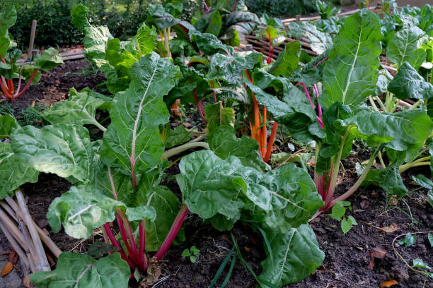 istock Vegetable garden in summer. Herbs, flowers . Eco friendly. 875245786