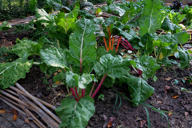 istock Vegetable garden in summer. Herbs, flowers . Eco friendly. 875246012