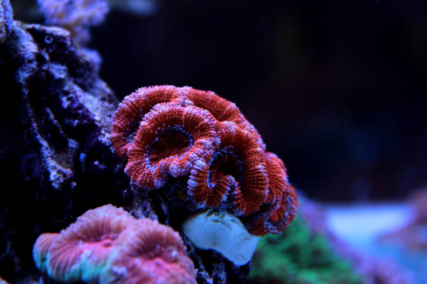 Colorful Acanthastrea LPS coral Coral in saltwater reef aquarium tank seoul zoo stock pictures, royalty-free photos & images