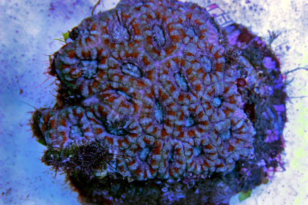 Colorful Acanthastrea LPS coral Coral in saltwater reef aquarium tank seoul zoo stock pictures, royalty-free photos & images