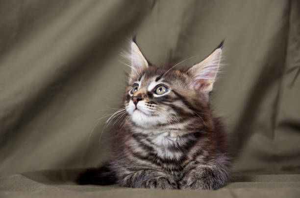 Maine coon kitten stock photo