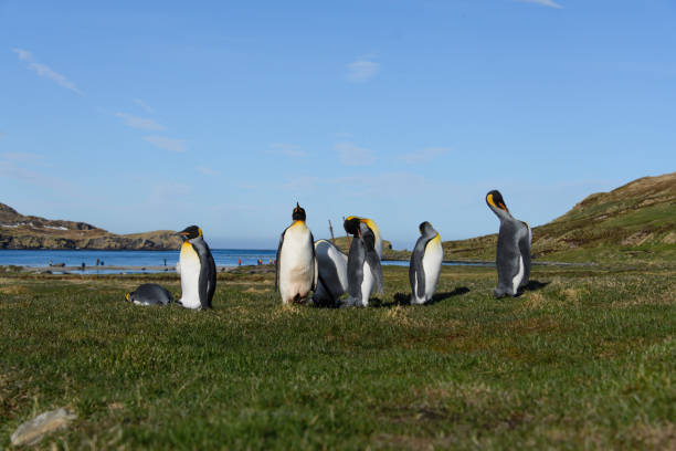 istock King penguins on South Georgia 875249804