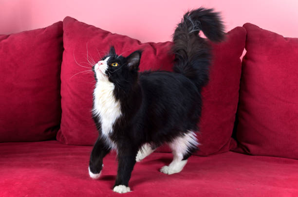 young black and white Maine coon female cat on a red background