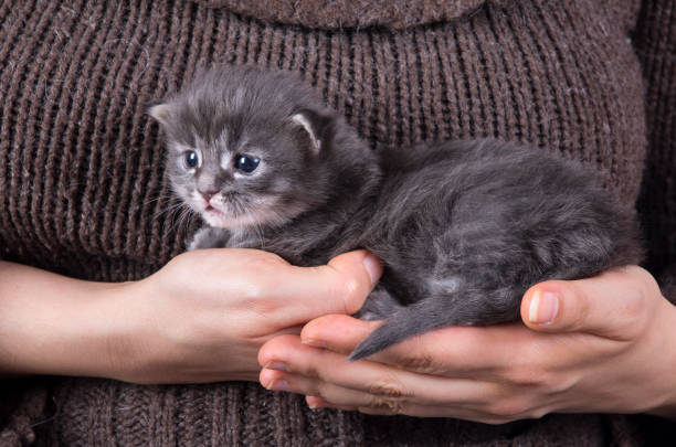 Maine coon baby kitten stock photo