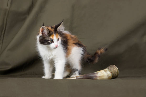 Maine coon kitten stock photo