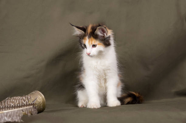 Maine coon kitten stock photo