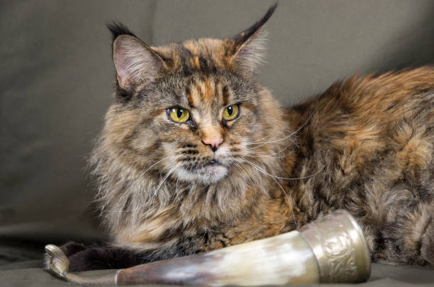 tortoiseshell Maine coon cat stock photo