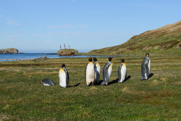 istock King penguins on South Georgia 875252876