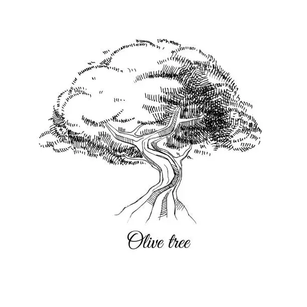 Vector illustration of old olive tree