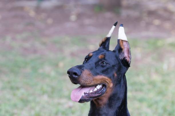 Siviwonder Turnbeutel – Dobermann Security K9 Design, Schwarz, 37x46 Cm, Baumwolle, Statement Tasche Für Hundefans