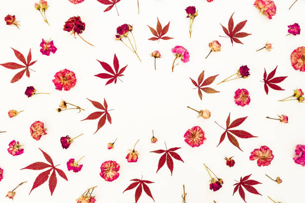 цветочная концепция красных кленовых листьев и сушеных красных или розовых роз на белом фоне. плоская лежала, вид сверху. - rose pattern yellow dried plant стоковые фото и изображения