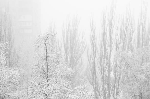 istock winter landscape - trees in frost 875255184