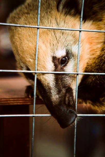istock Coati animal in the cage. 875258318