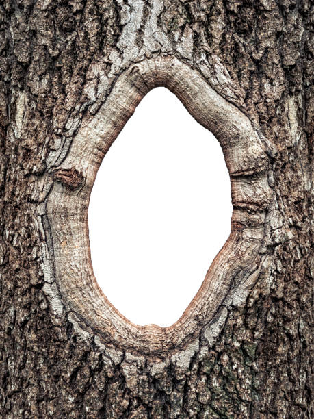 Frame in the bark of a tree close up