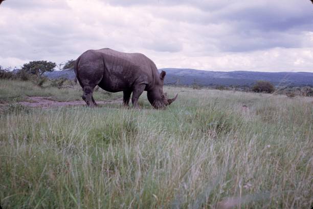 istock Rhino in the Kruger National Park 875265768