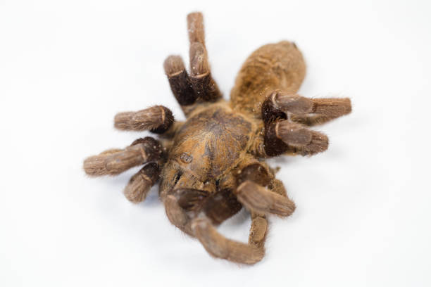 cyriopagopus – rodzaj pająków z rodziny tarafosidae (tarantulas). - cyriopagopus zdjęcia i obrazy z banku zdjęć