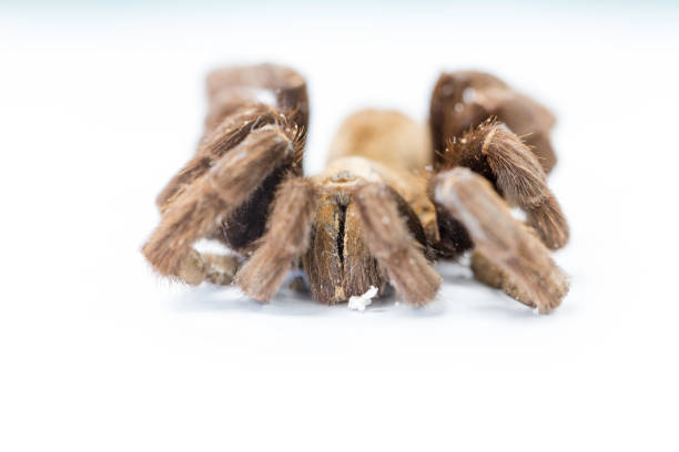 cyriopagopus – rodzaj pająków z rodziny tarafosidae (tarantulas). - cyriopagopus zdjęcia i obrazy z banku zdjęć