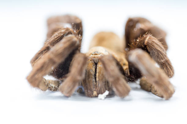 cyriopagopus – rodzaj pająków z rodziny tarafosidae (tarantulas). - cyriopagopus zdjęcia i obrazy z banku zdjęć