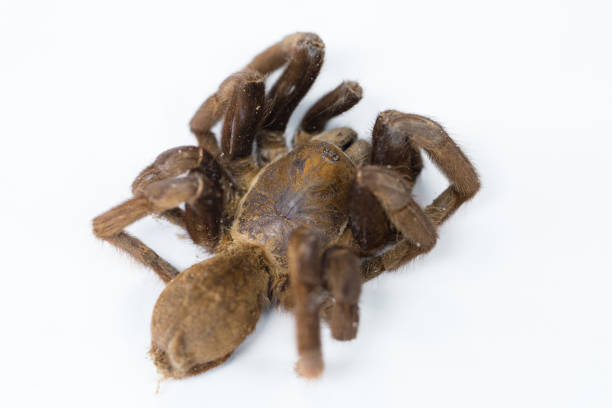 cyriopagopus – rodzaj pająków z rodziny tarafosidae (tarantulas). - cyriopagopus zdjęcia i obrazy z banku zdjęć