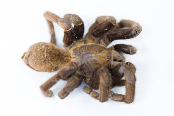 cyriopagopus – rodzaj pająków z rodziny tarafosidae (tarantulas). - cyriopagopus zdjęcia i obrazy z banku zdjęć