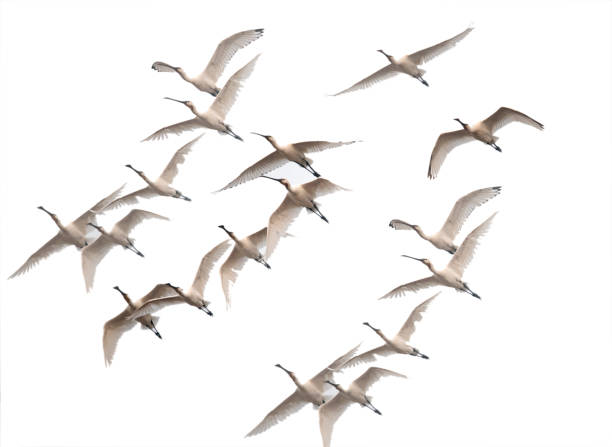 istock Flock of Spoonbills  Flying 875275762