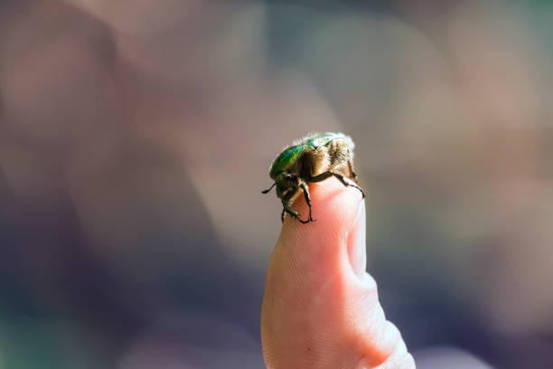 istock Beetle green rose chafer sits on a human finger 875281618