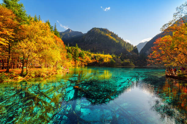 istock Fantastic view of submerged tree trunks in the Five Flower Lake 875284076