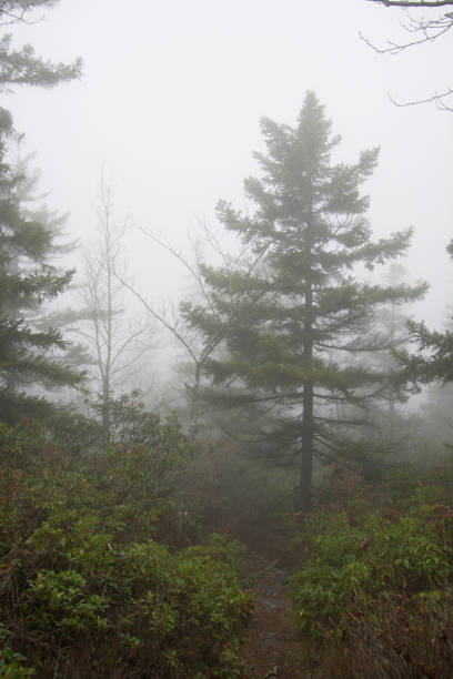 istock Cloudy Day at Dolly Sods Wilderness Area 875284648