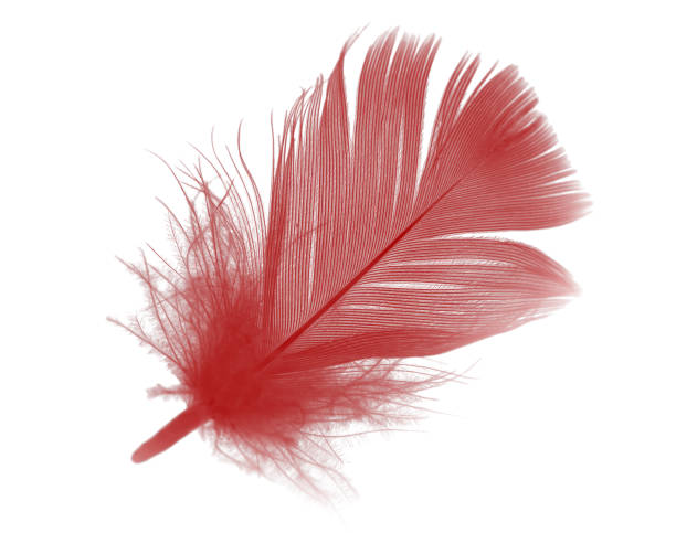 istock Beautiful red feather isolated on white background 875285296