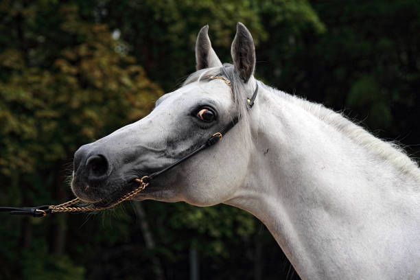 Gray arabian horse head closeup portrait
