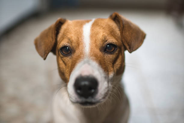 istock portrait of a dog jack russel 875286336