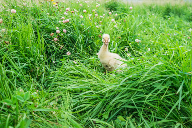 istock Little duckling in the grass 875286494