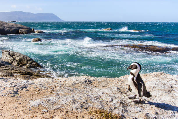 african penguin in South Africa african penguin on Boulders beach in Cape Town, South Africa boulder beach western cape province photos stock pictures, royalty-free photos & images