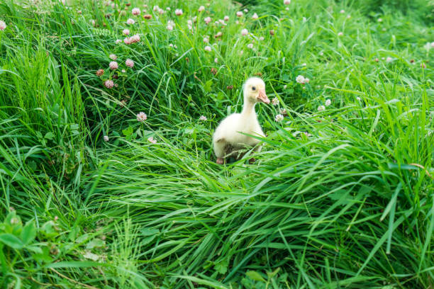 istock Little duckling in the grass 875286532