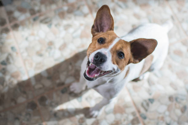 istock portrait of a dog jack russel 875286536