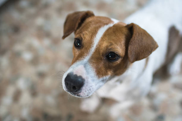 istock portrait of a dog jack russel 875287008