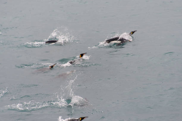 istock King penguins swimming in the water 875290136