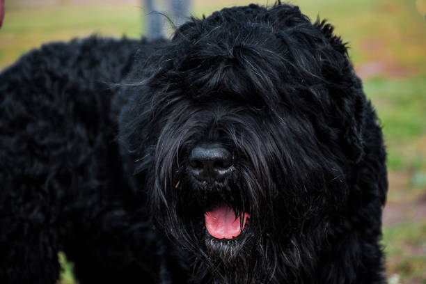 istock Black Terrier dog with tongue 875290416