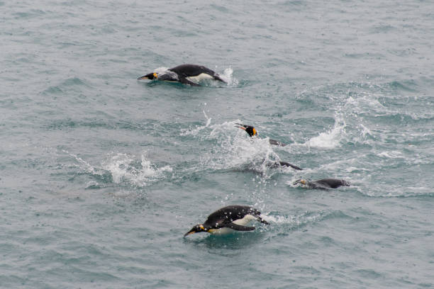 istock King penguins swimming in the water 875292674