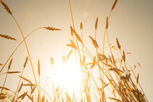 istock Wheat ears on blue sky background 875293194