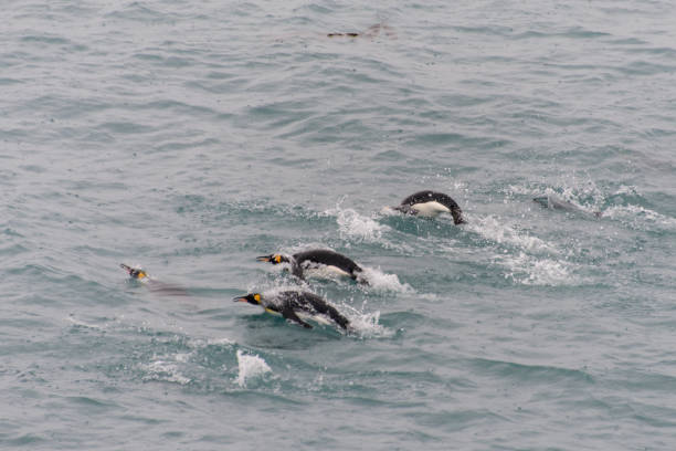 istock King penguins swimming in the water 875293220