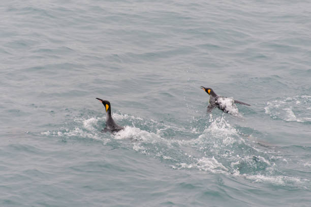 istock King penguins swimming in the water 875293678
