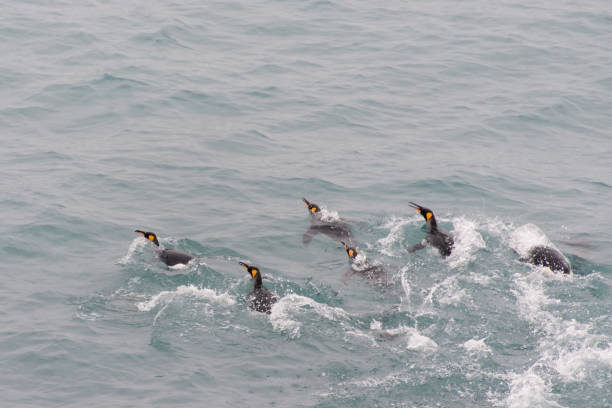 istock King penguins swimming in the water 875293890