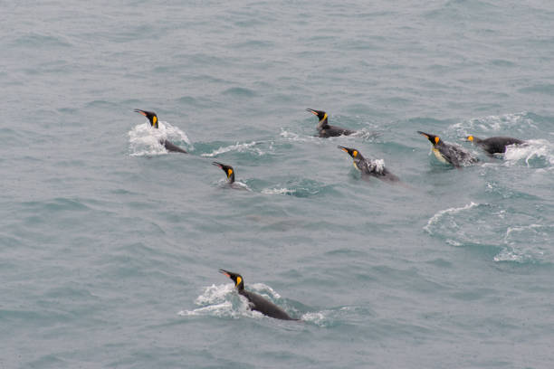 istock King penguins swimming in the water 875294022