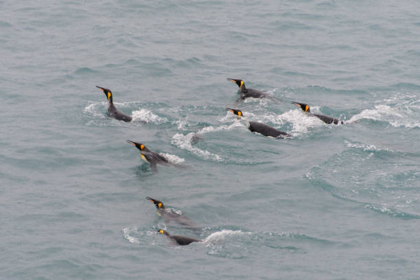 istock King penguins swimming in the water 875294072