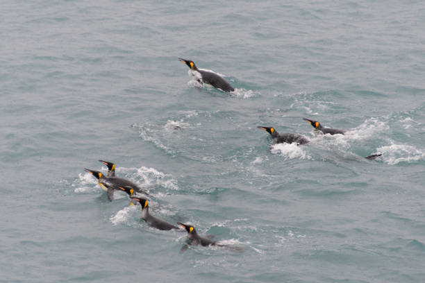 istock King penguins swimming in the water 875294160