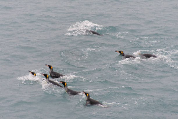 istock King penguins swimming in the water 875294198