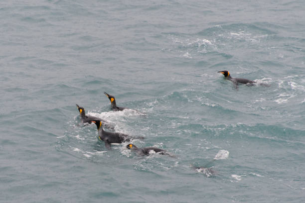 istock King penguins swimming in the water 875294218