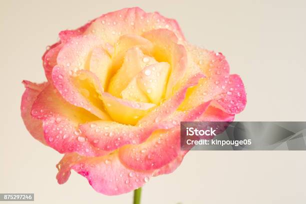 Rose After The Rain With White Backgound Stock Photo - Download Image Now - Rose Colored, Dew, Drop